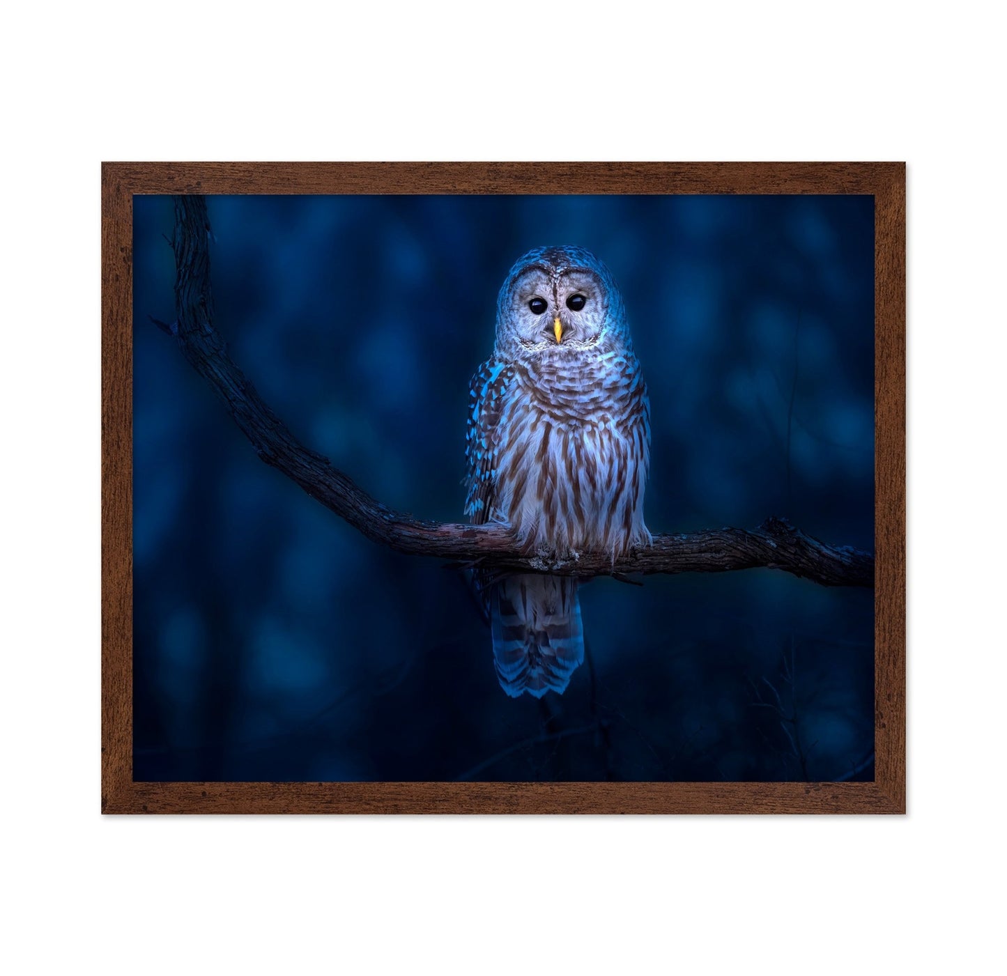 Night Owl Portrait