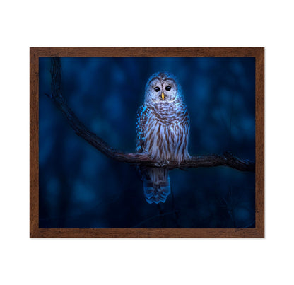 Night Owl Portrait