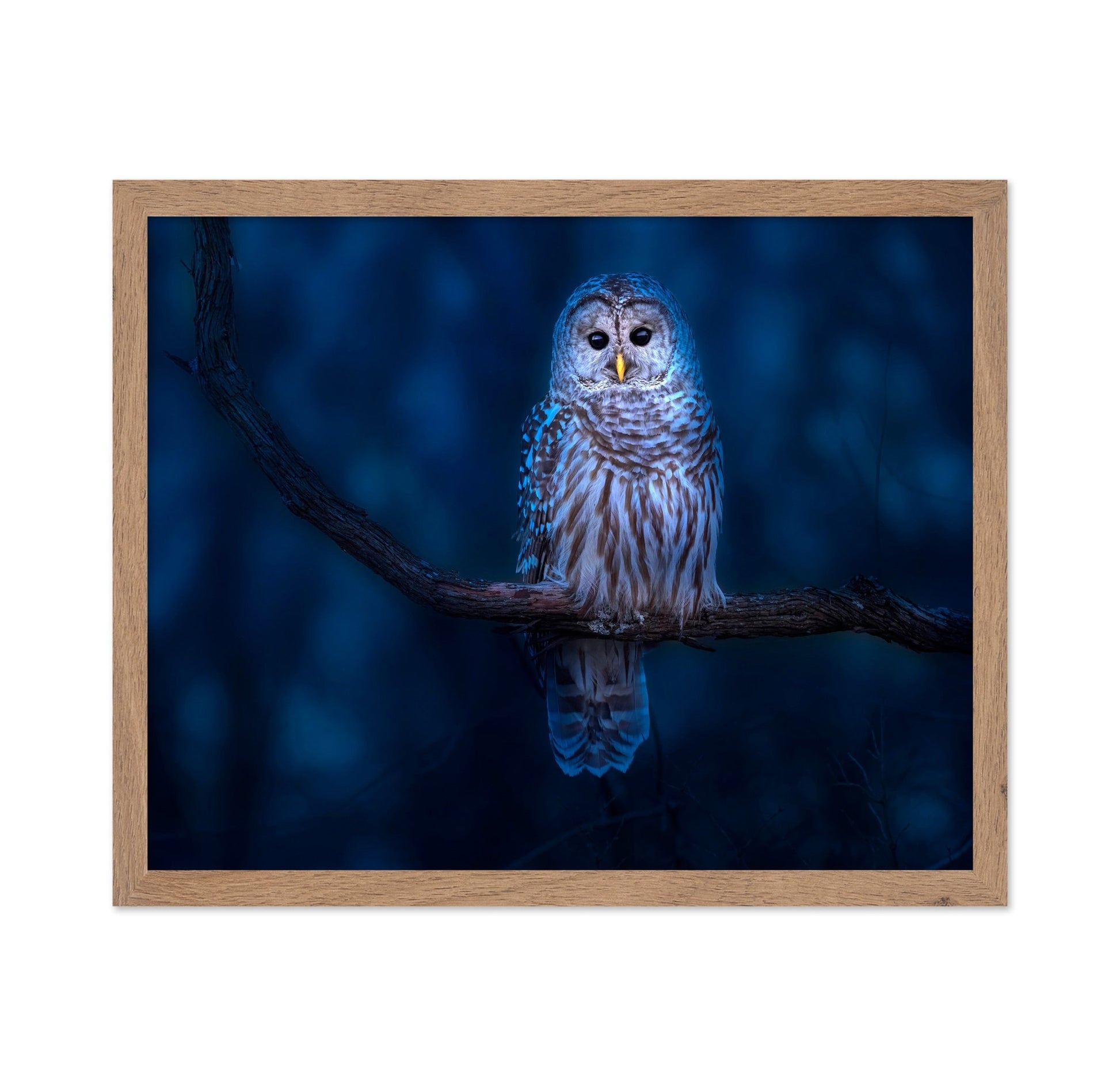 Night Owl Portrait