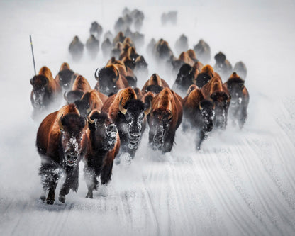 Bison Charge Snow