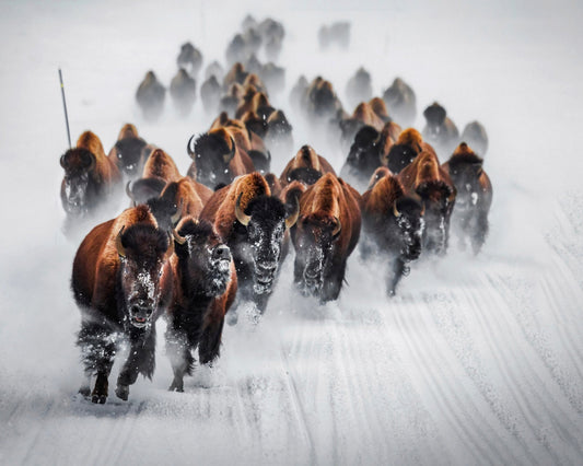 Bison Charge Snow