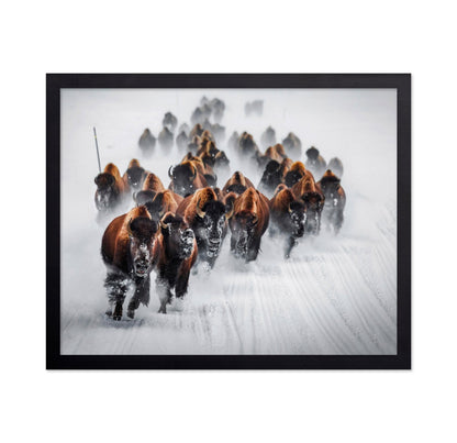 Bison Charge Snow