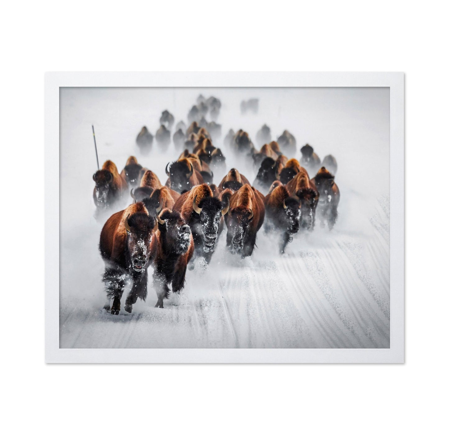 Bison Charge Snow