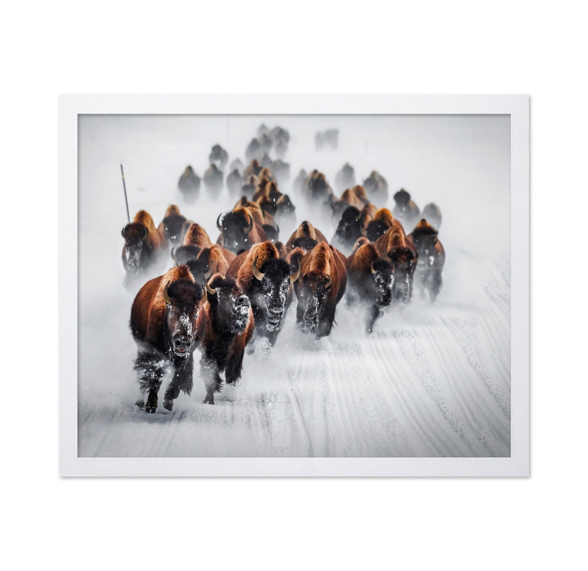 Bison Charge Snow