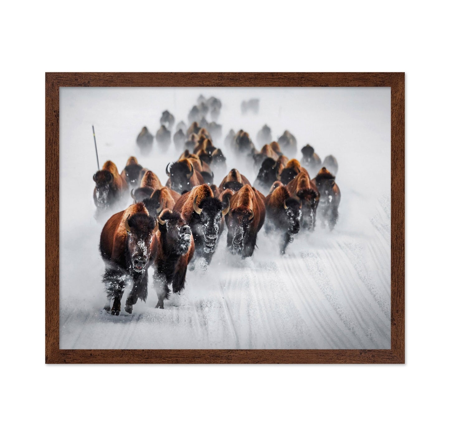 Bison Charge Snow