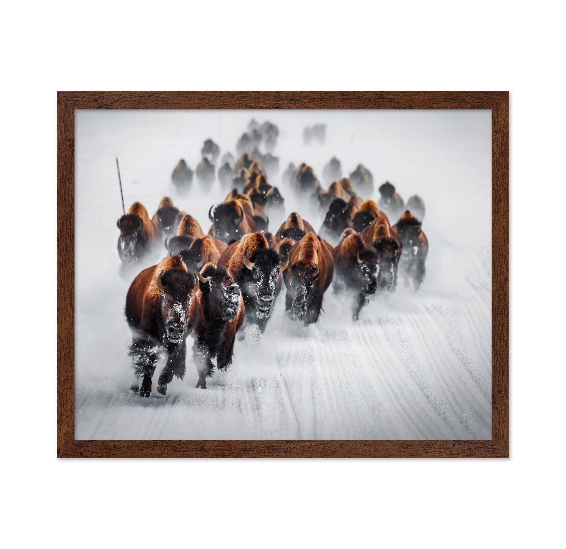 Bison Charge Snow