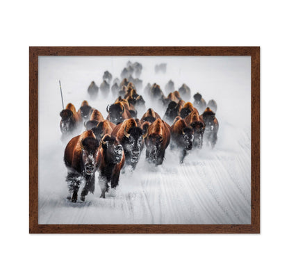 Bison Charge Snow
