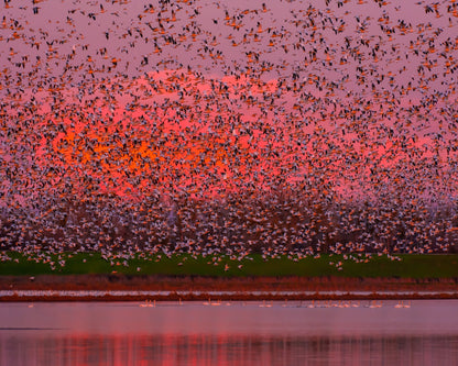 Sunset Bird Migration No1