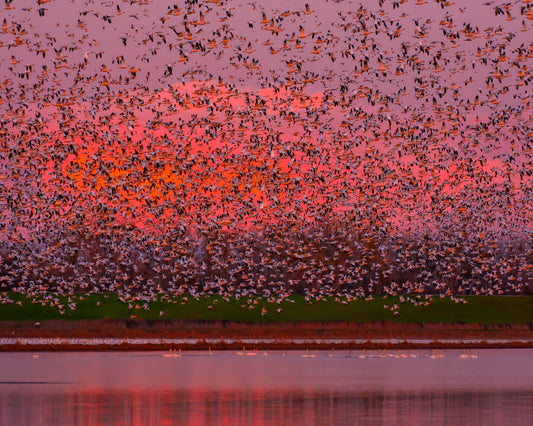 Sunset Bird Migration No1