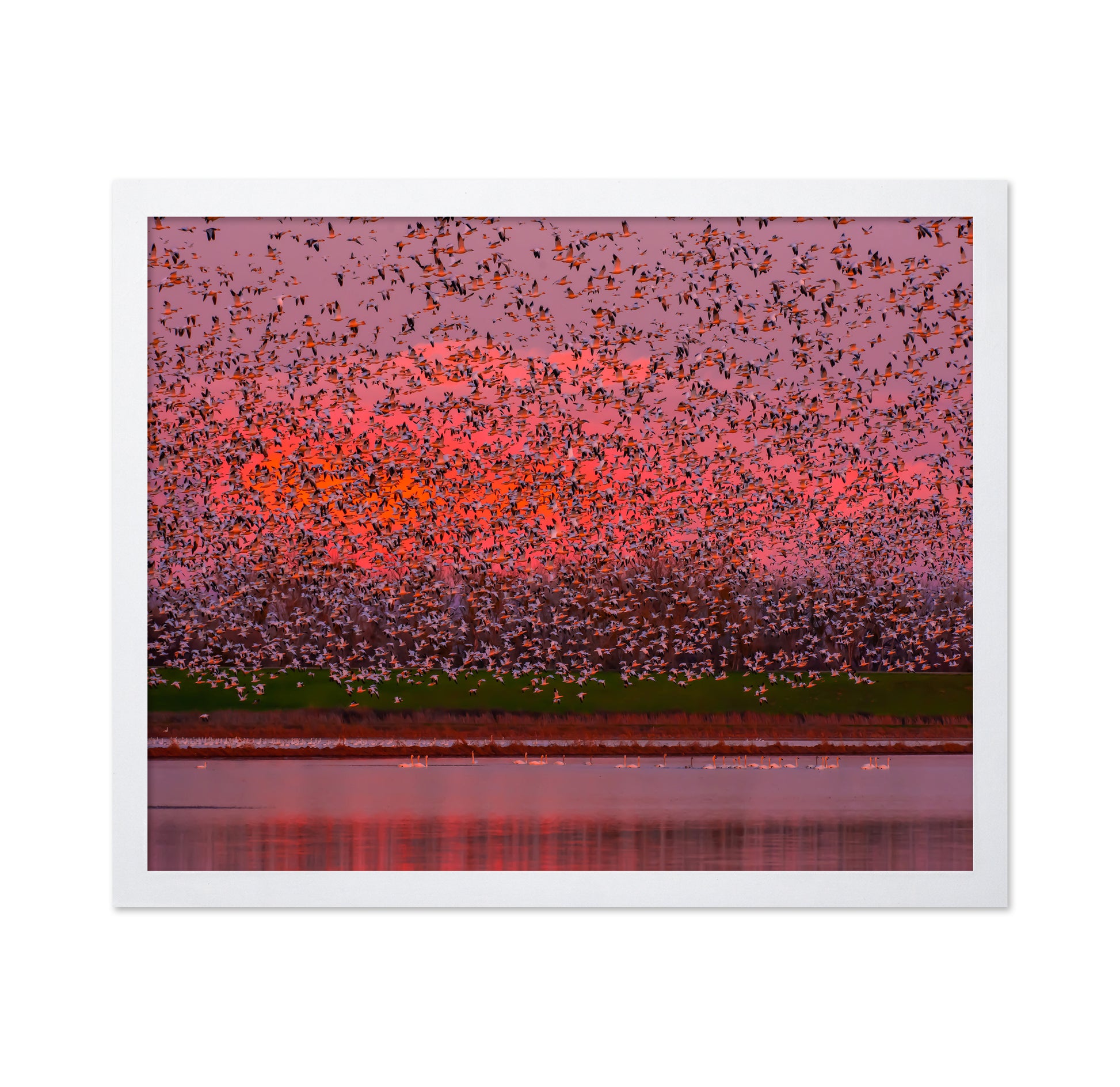Sunset Bird Migration No1