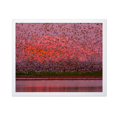 Sunset Bird Migration No1