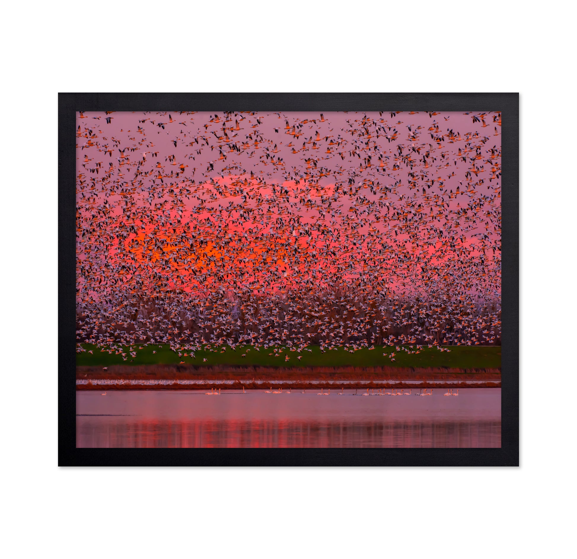 Sunset Bird Migration No1