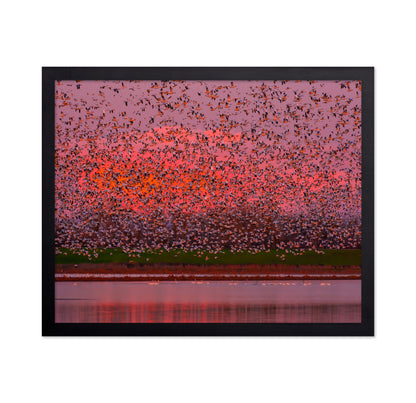 Sunset Bird Migration No1