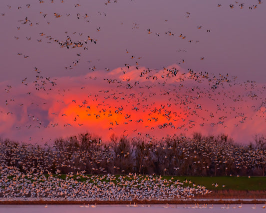 Sunset Bird Migration No2