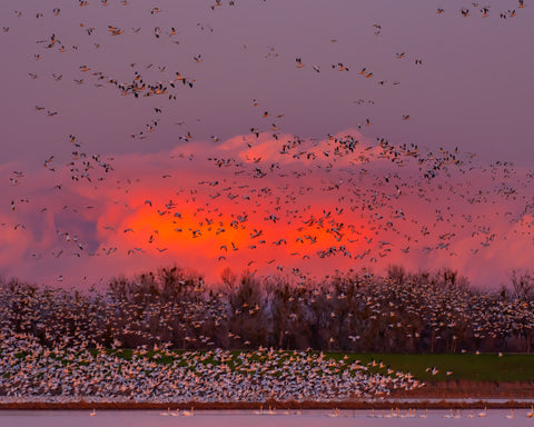 Sunset Bird Migration No2