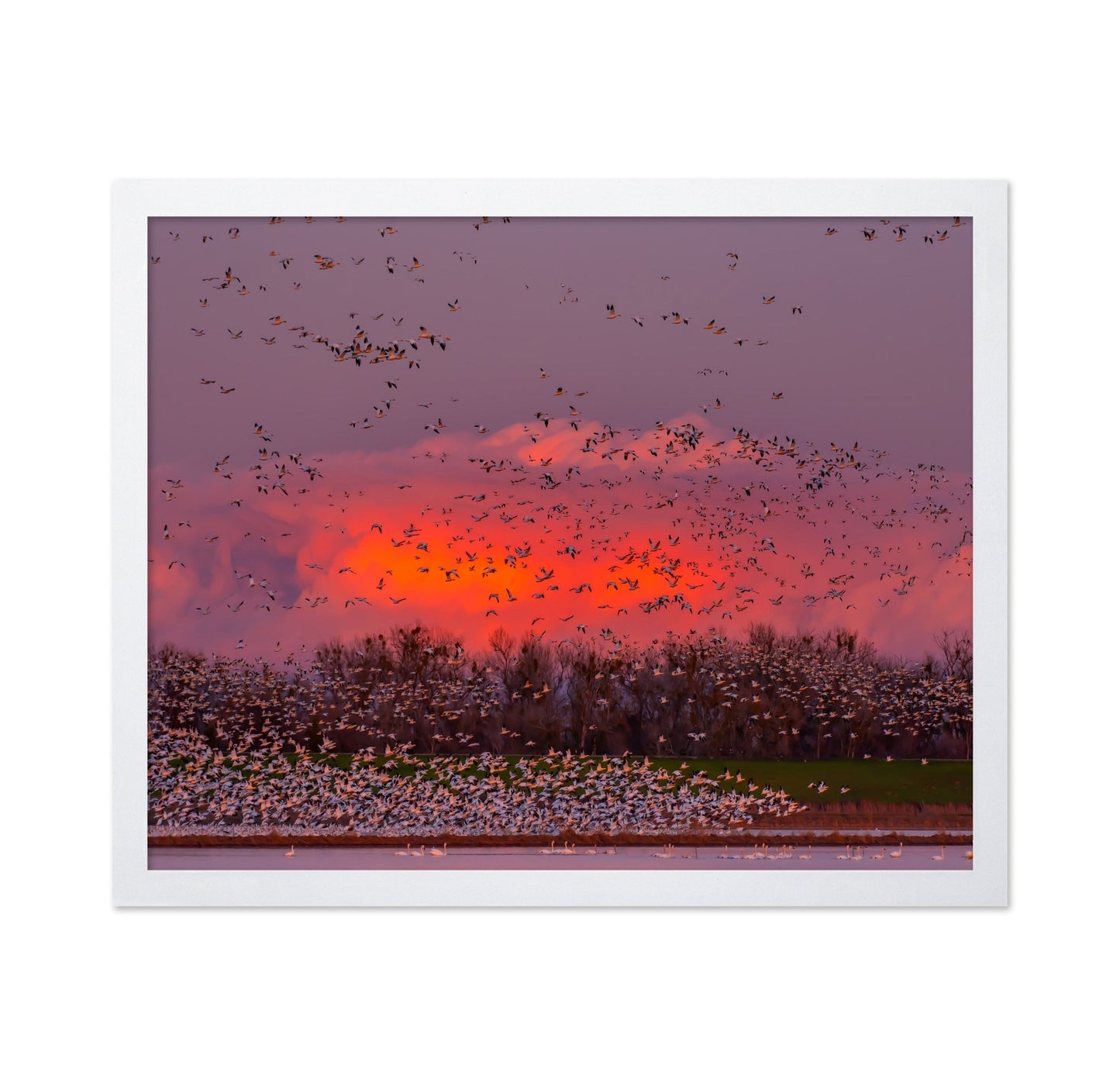 Sunset Bird Migration No2