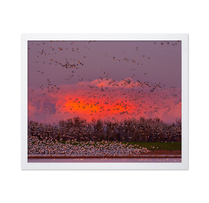 Sunset Bird Migration No2