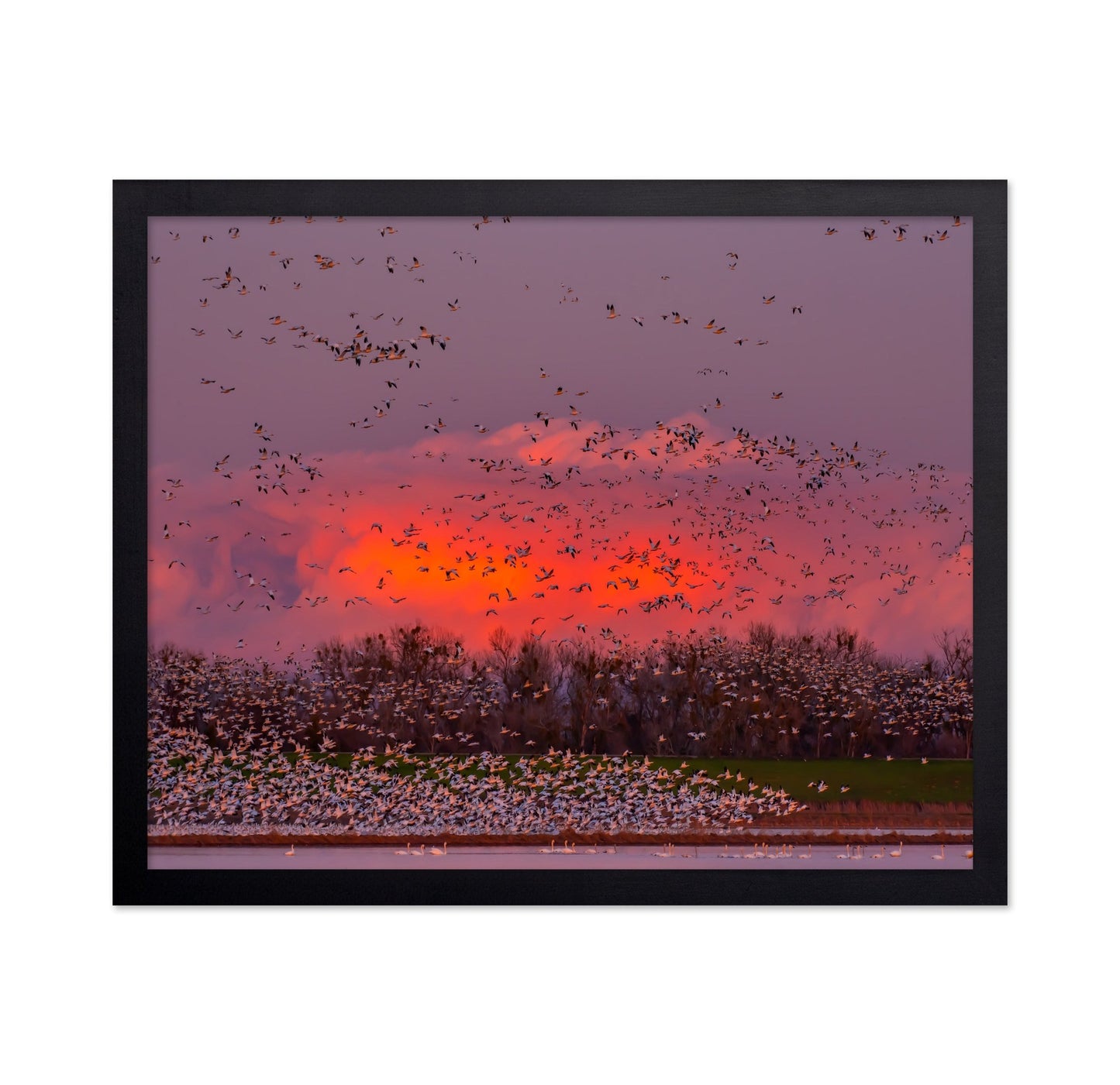 Sunset Bird Migration No2