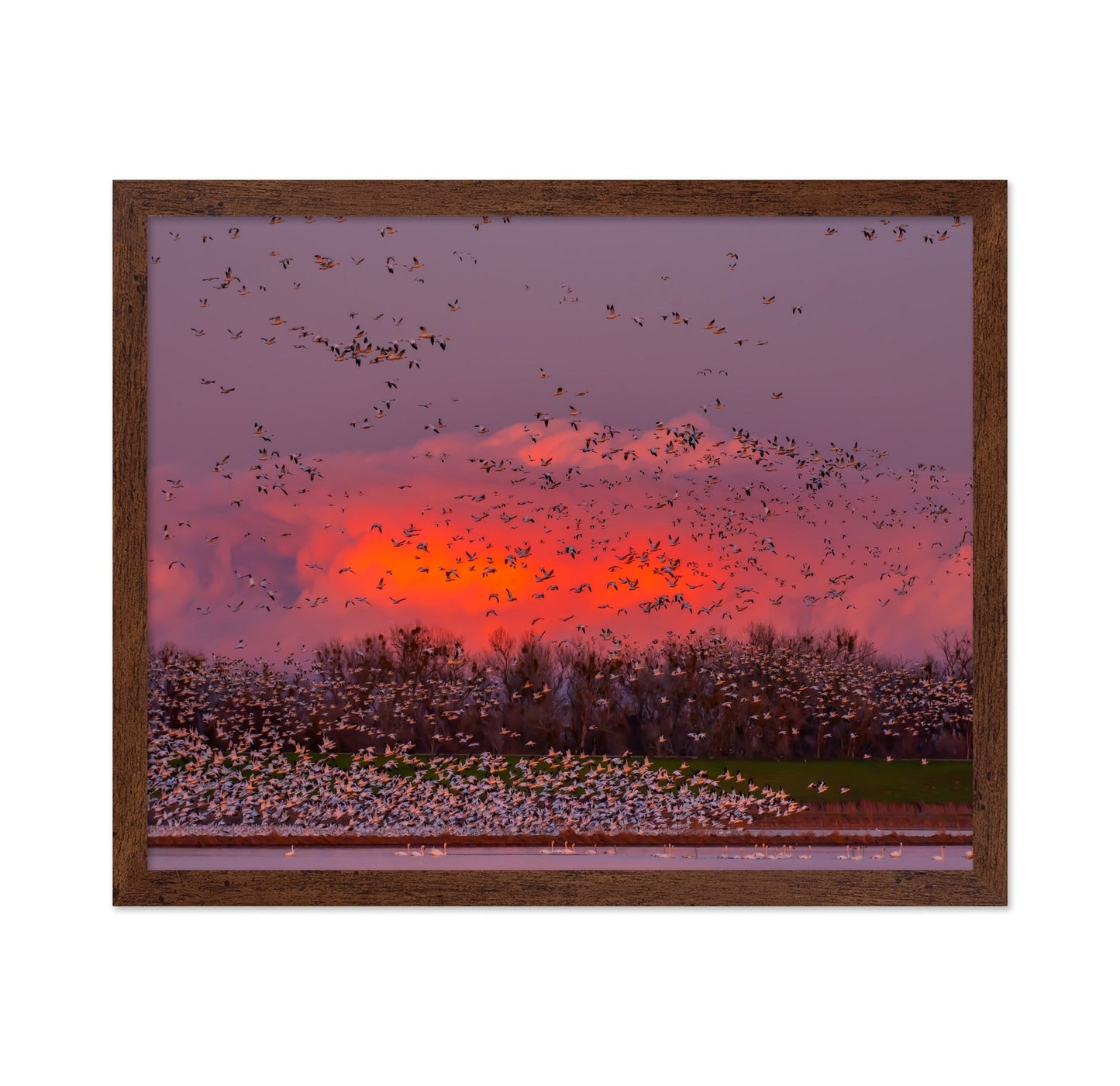 Sunset Bird Migration No2