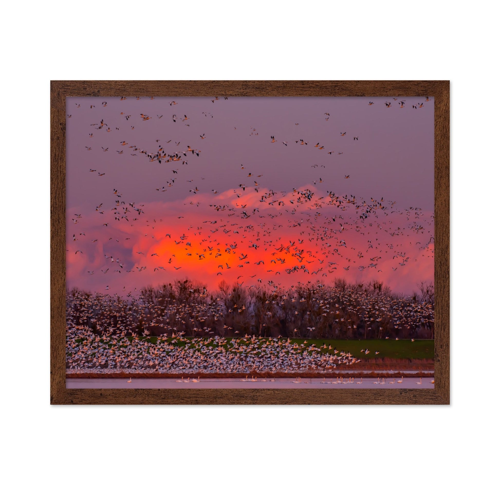 Sunset Bird Migration No2