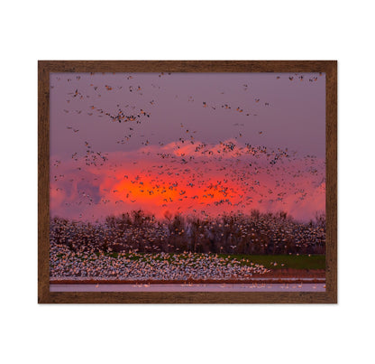 Sunset Bird Migration No2