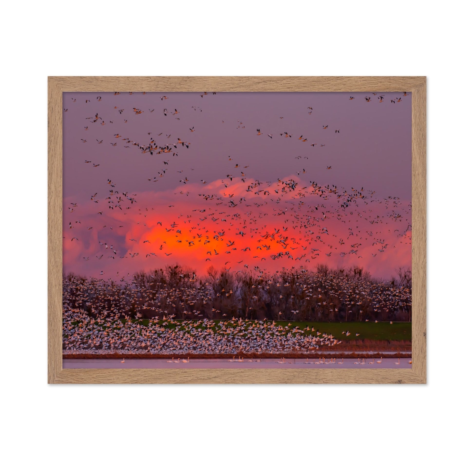 Sunset Bird Migration No2