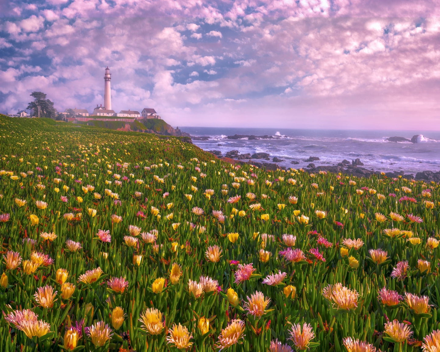 Coastal Flower Field