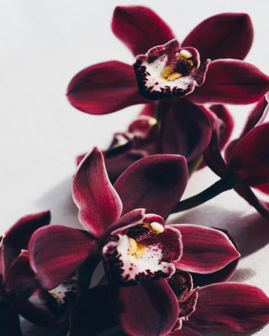 Deep Red Orchid