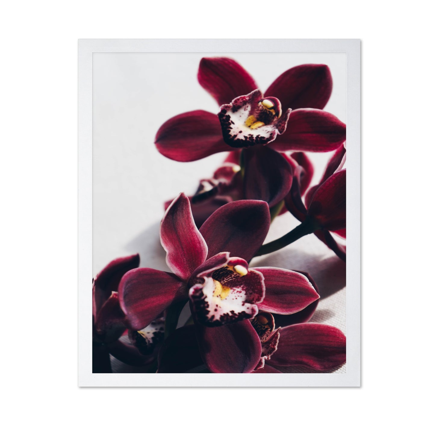 Deep Red Orchid