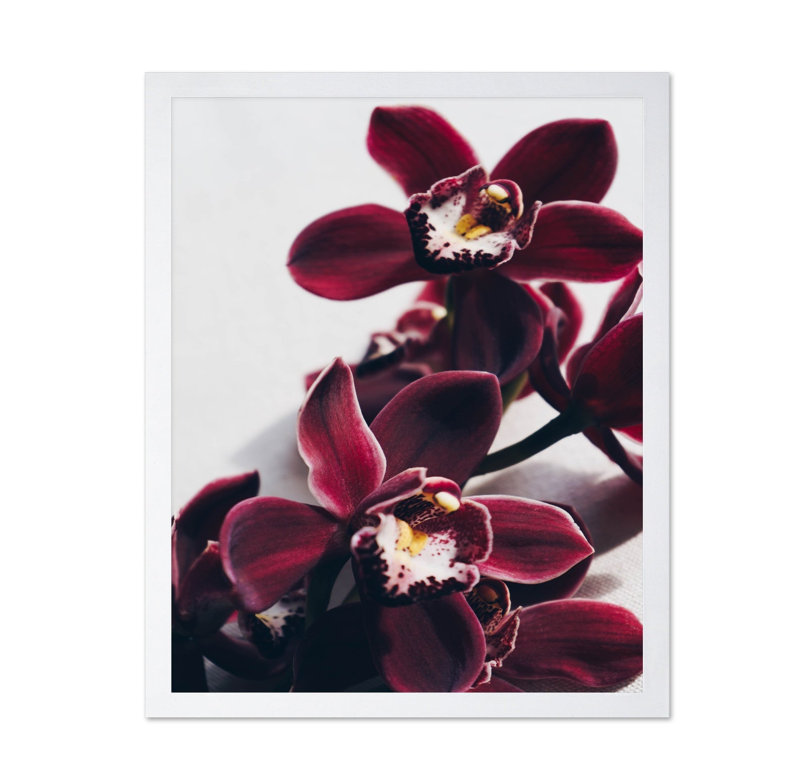 Deep Red Orchid