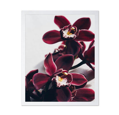 Deep Red Orchid
