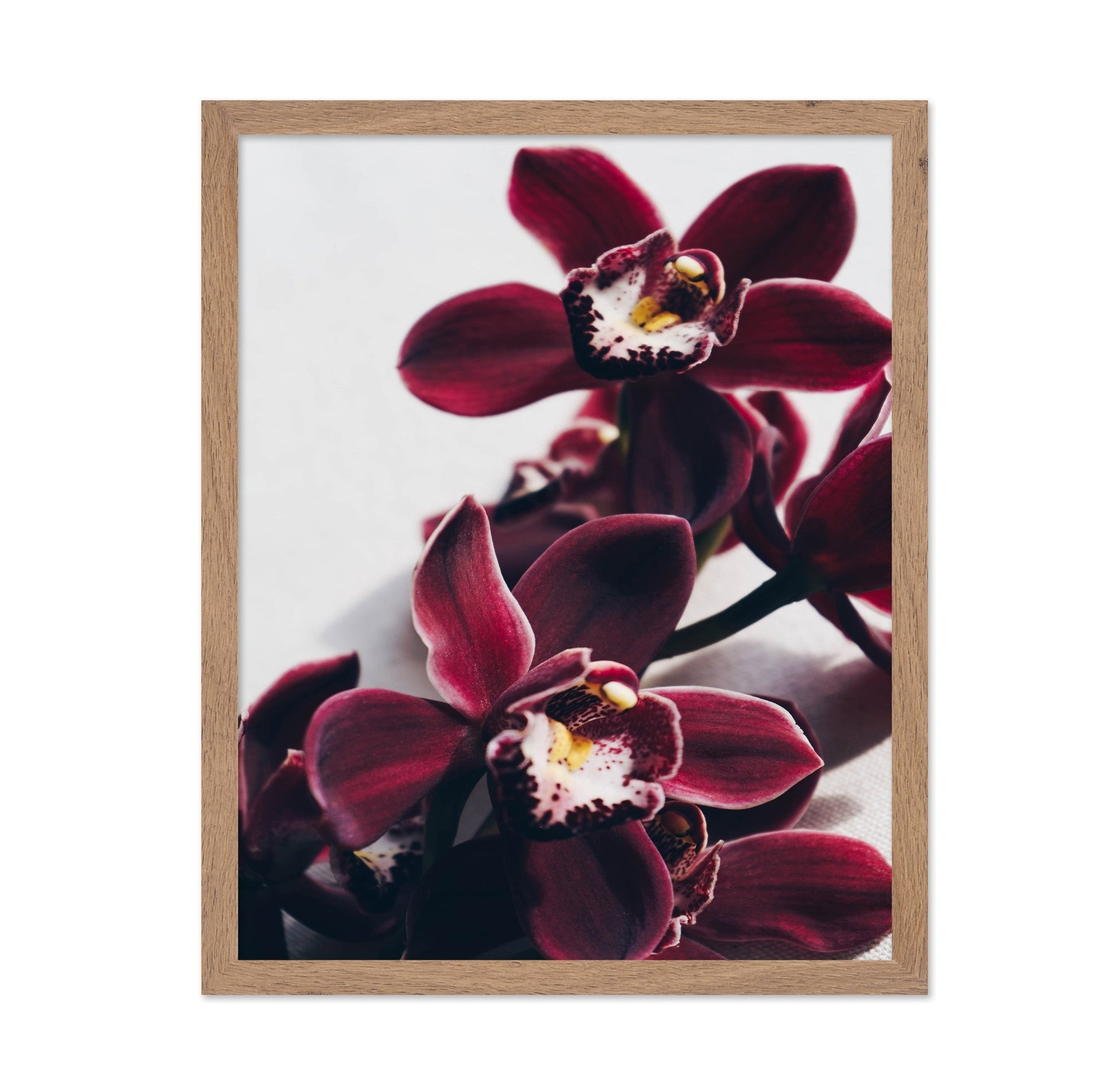 Deep Red Orchid