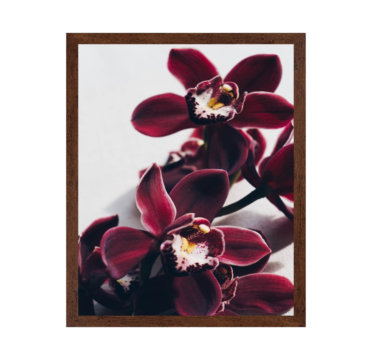 Deep Red Orchid