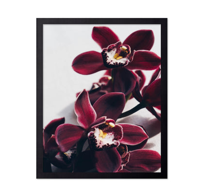 Deep Red Orchid