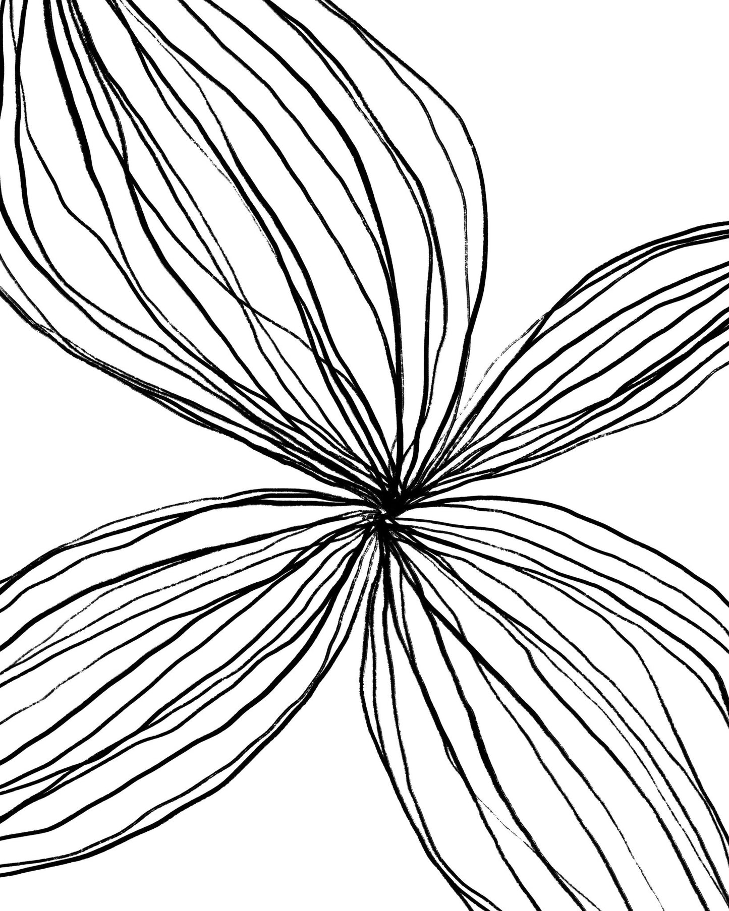 Line Petal Sketch