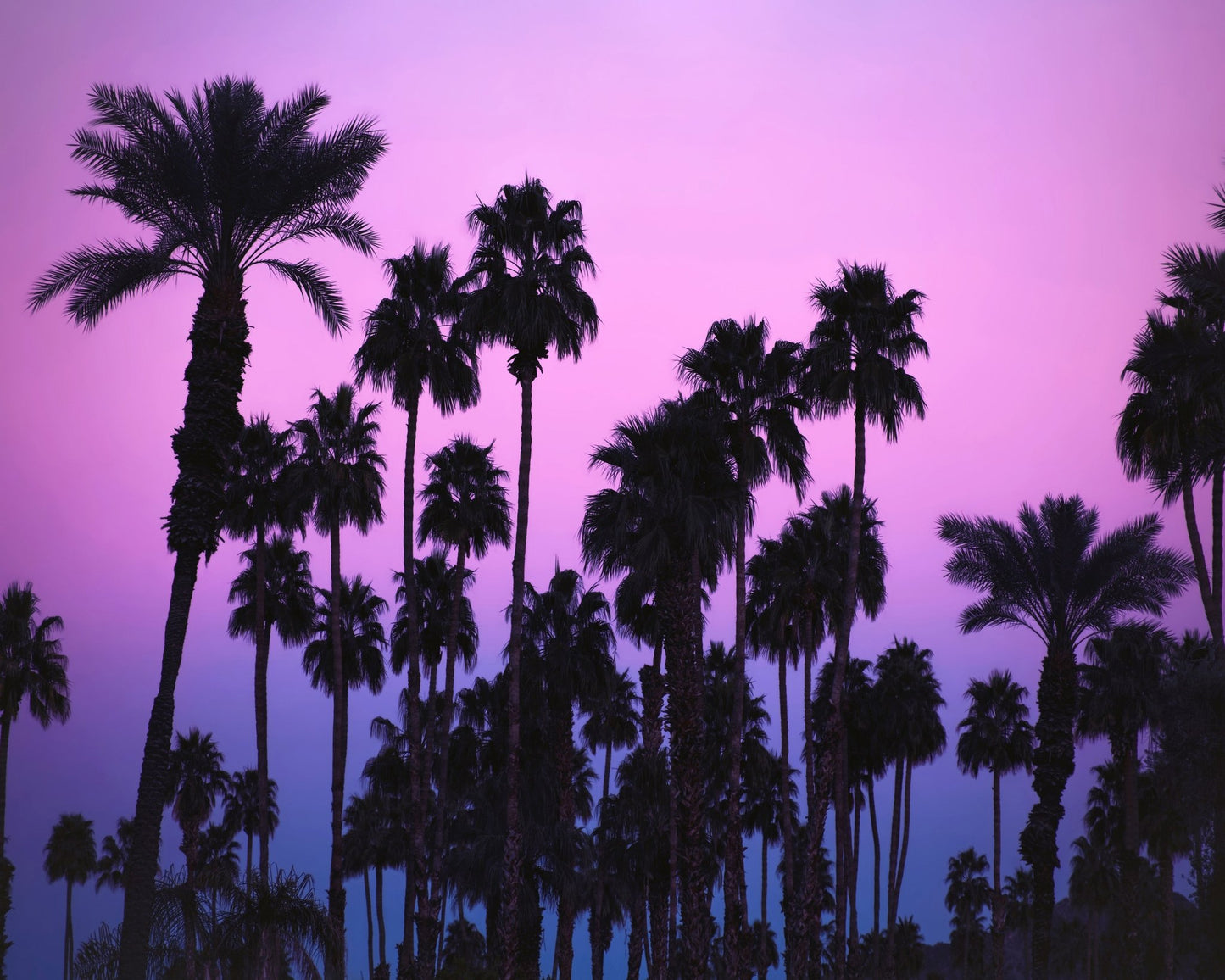 Purple Palm Skyline