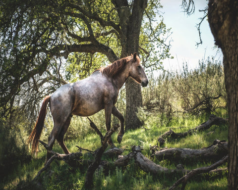 Forest Horse Walk