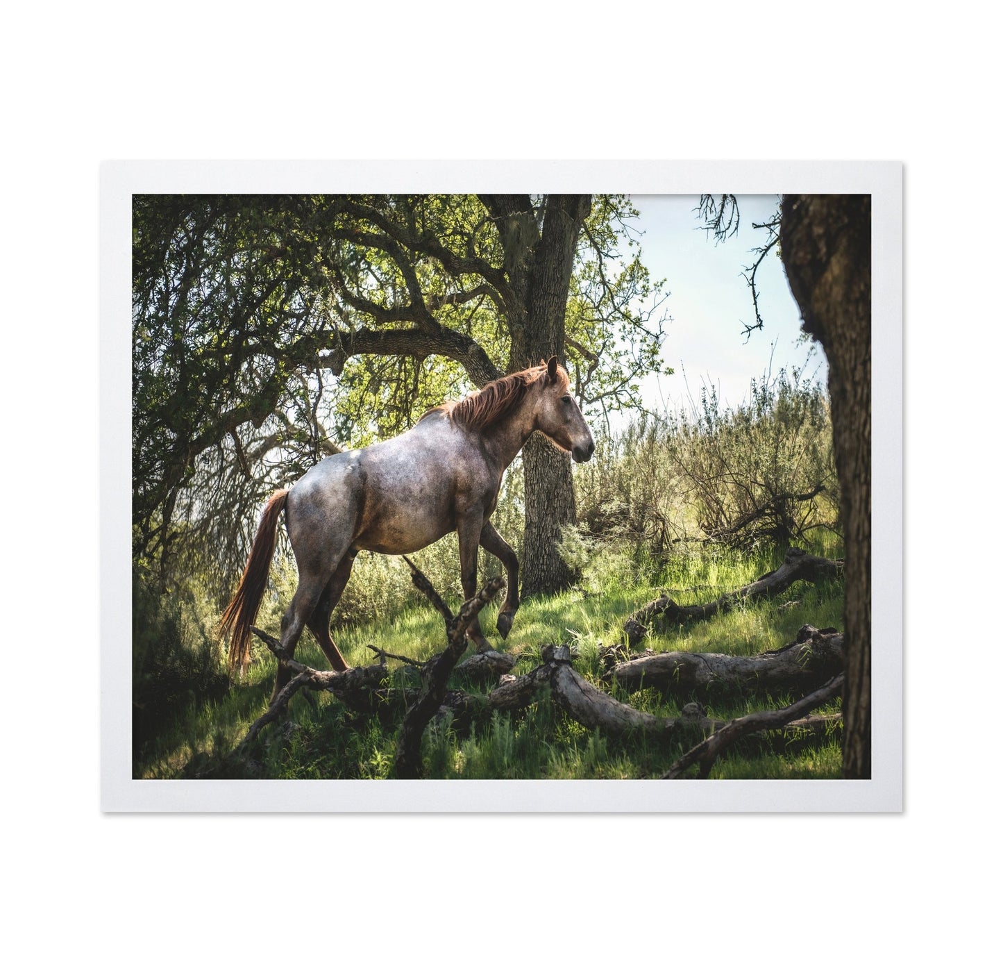 Forest Horse Walk