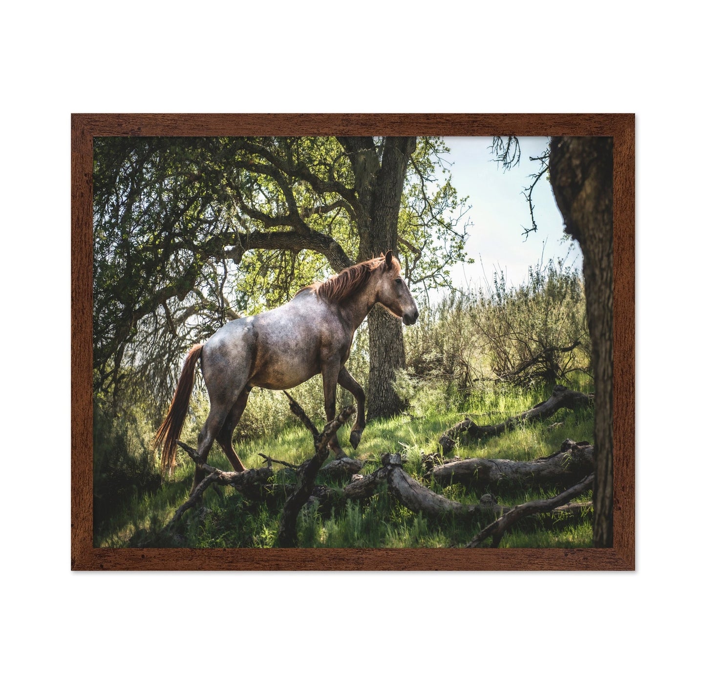 Forest Horse Walk
