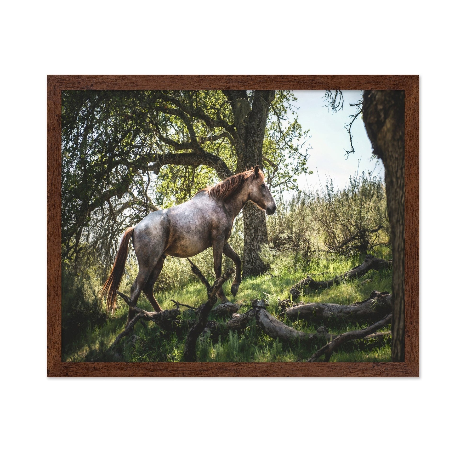 Forest Horse Walk