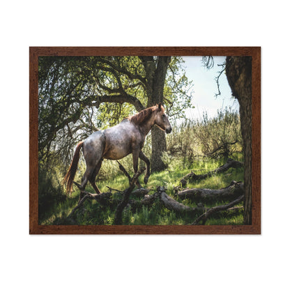 Forest Horse Walk