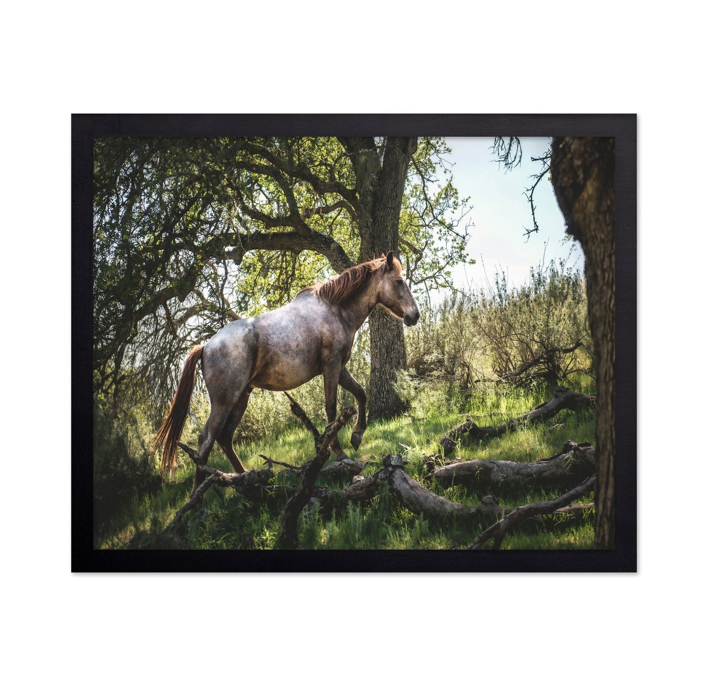 Forest Horse Walk