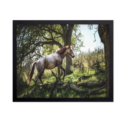 Forest Horse Walk
