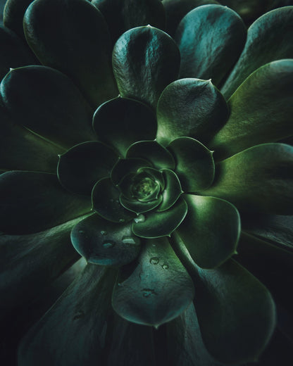 Succulent Spiral
