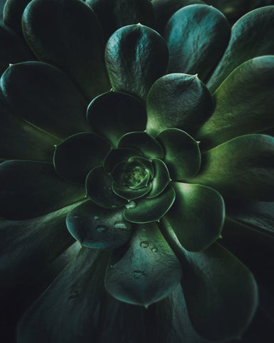 Succulent Spiral