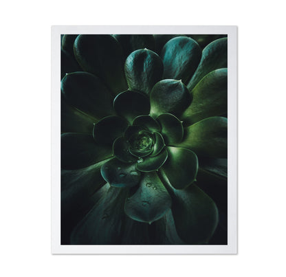 Succulent Spiral