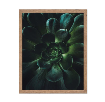 Succulent Spiral