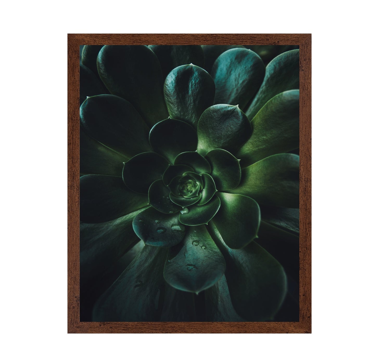 Succulent Spiral