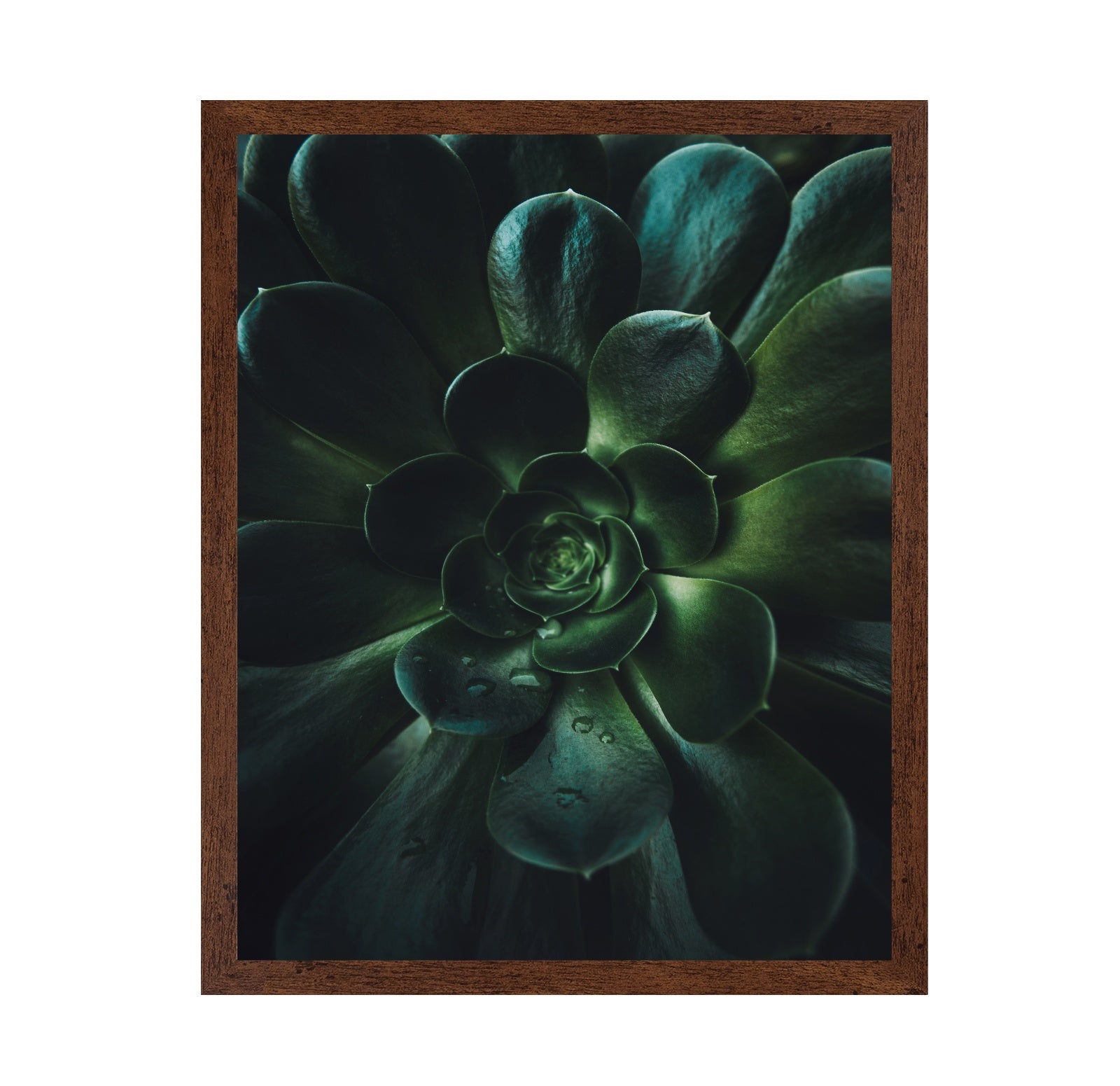 Succulent Spiral