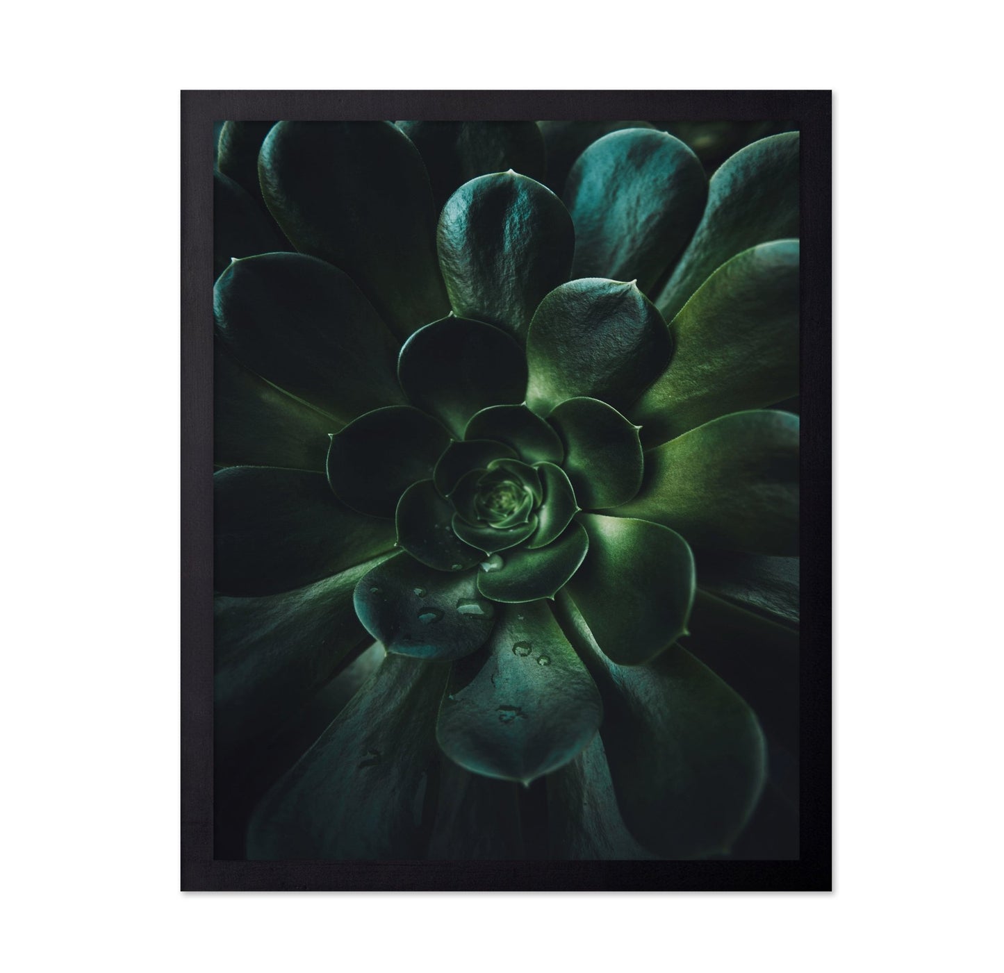 Succulent Spiral